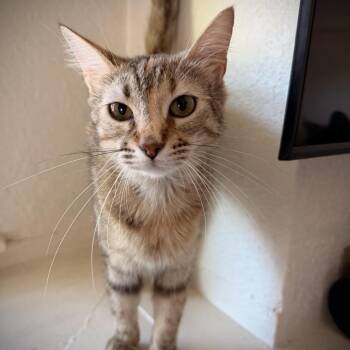Becky -  Domestic Short Hair Cat for Adoption in Fort Worth, Texas - Becky | PetCurious