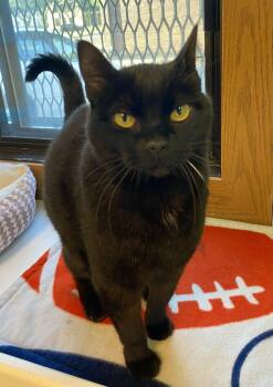 Hulu -  Domestic Short Hair Cat for Adoption in Fargo, North Dakota - Hulu | PetCurious