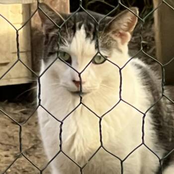 Rescue Domestic Short Hair Cats for Adoption in Atoka, Tennessee - Snow Paw - Barn/Working Cat | PetCurious