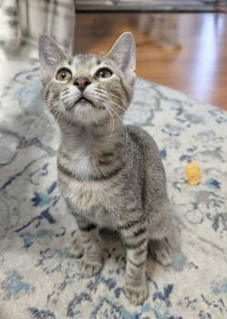 Rescue Tabby Cats for Adoption in Capshaw, Alabama - HAZELNUT | PetCurious