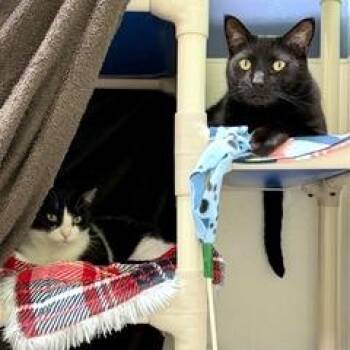 Mikey -  Domestic Short Hair Cat Available for Adoption in Woodinville, Washington - Mikey | PetCurious