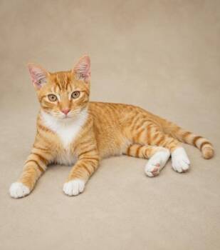 Bumblebee -  American Shorthair Cat for Adoption in Miami, Florida - Bumblebee | PetCurious