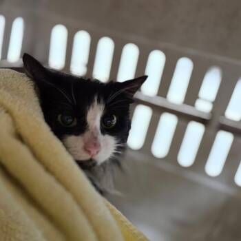 Domestic Long Hair Cats Available for Adoption in Starkville, Mississippi - Raven | PetCurious