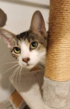 Moana -  Domestic Short Hair Cat for Adoption in Clinton, Oklahoma - Moana | PetCurious