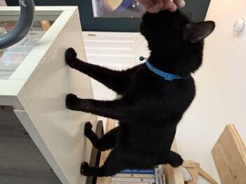 Rescue Manx and American Bobtail Cats for Adoption in Milton, Florida - Tinker | PetCurious