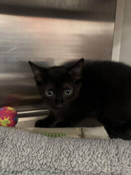 Licorice -  Domestic Short Hair Cat for Adoption in Hilton Head Island, South Carolina - Licorice | PetCurious
