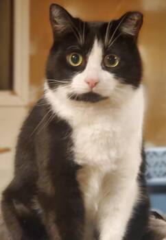 Rescue Domestic Short Hair Cats for Adoption in Hamilton, Ontario - Lexi *SHY* | PetCurious