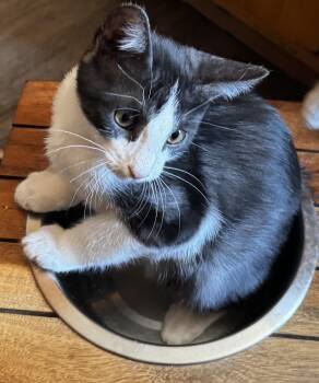 Gatsby -  Domestic Short Hair Cat for Adoption in Ripon, California - Gatsby | PetCurious