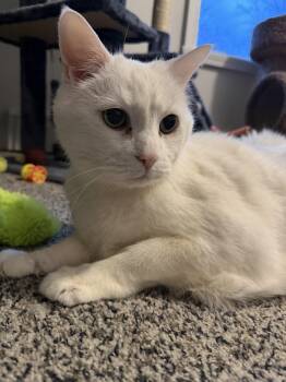 Domestic Short Hair Cats Available for Adoption in Derry, New Hampshire - Ziggy | PetCurious