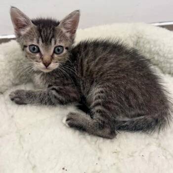 Goot Baddadan -  Domestic Short Hair Cat for Adoption in Austin, Texas - Goot Baddadan | PetCurious