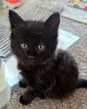 Domestic Short Hair Cats Available for Adoption - Bora Bora | PetCurious