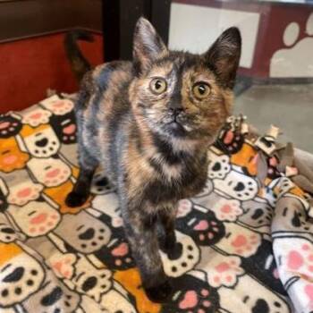 Domestic Short Hair Cats Available for Adoption in Rochester, Minnesota - Pip | PetCurious