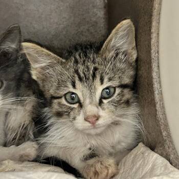 Scrappy -  Domestic Short Hair Cat for Adoption in Abilene, Texas - Scrappy | PetCurious