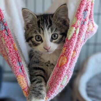Domestic Medium Hair Cats Available for Adoption in Canton, Illinois - Chunk | PetCurious