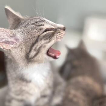 Oxford -  Domestic Short Hair Cat for Adoption in Evanston, Illinois - Oxford | PetCurious
