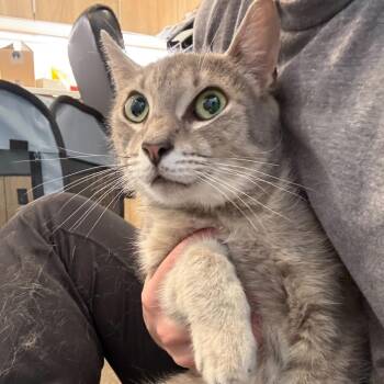 Glitch -  Domestic Short Hair Cat for Adoption in Louisville, Kentucky - Glitch | PetCurious