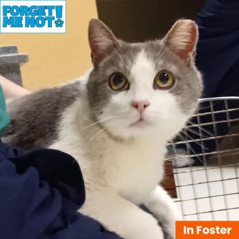 Tivoli -  Domestic Short Hair Cat for Adoption in Baltimore, Maryland - Tivoli | PetCurious