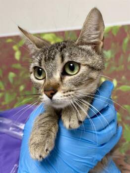 Domestic Short Hair Cats Available for Adoption in San Antonio, Texas - BOERNE | PetCurious