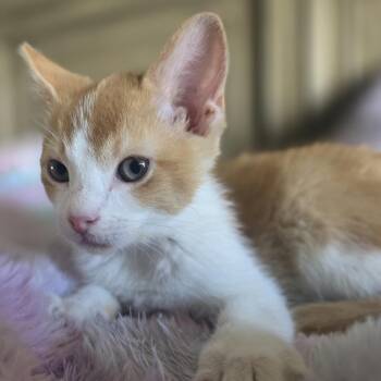 Sexy Rexy -  Domestic Short Hair Cat for Adoption in Layton, Utah - Sexy Rexy | PetCurious