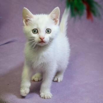 Matcha -  Domestic Short Hair Cat for Adoption in Versailles, Kentucky - Matcha | PetCurious
