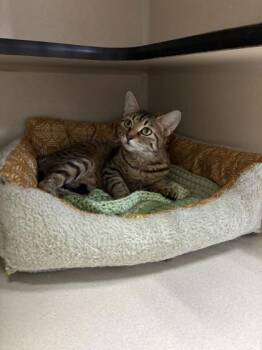 Bam Bam -  Domestic Short Hair Cat for Adoption in Steamboat Springs, Colorado - Bam Bam | PetCurious
