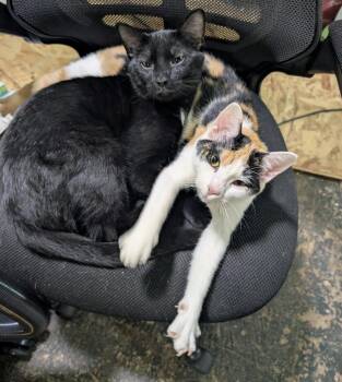 Buddy -  American Shorthair Cat for Adoption in Claridge, Pennsylvania - Buddy | PetCurious