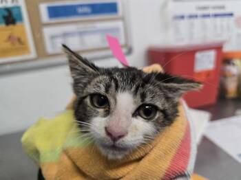 A884633 -  Domestic Short Hair Cat for Adoption in Camarillo, California - A884633 | PetCurious