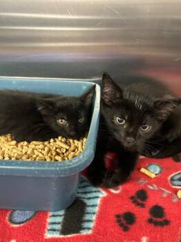 Narwhal -  Domestic Short Hair Cat for Adoption in Gautier, Mississippi - Narwhal | PetCurious