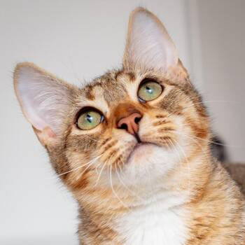 Domestic Short Hair Cats Available for Adoption - Thistle | PetCurious