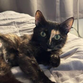 Sonnet -  Domestic Short Hair Cat for Adoption in Evanston, Illinois - Sonnet | PetCurious