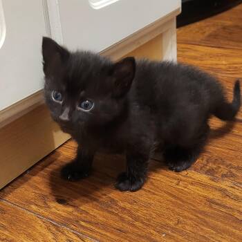 Domestic Short Hair Cats Available for Adoption in Allen, Texas - Yen  (Pre-Adoption ONLY) | PetCurious