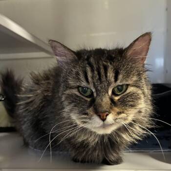 Domestic Medium Hair Cats Available for Adoption - Phoebe [Permanent Foster] | PetCurious