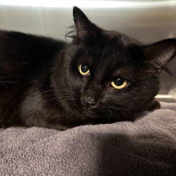 Domestic Short Hair Cats Available for Adoption in Enfield, New Hampshire - Toad | PetCurious