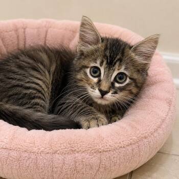 Latte -  Maine Coon and Domestic Long Hair Cat for Adoption in Hillsboro, Texas - Latte | PetCurious