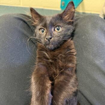 Magic -  Domestic Short Hair Cat for Adoption - Magic | PetCurious