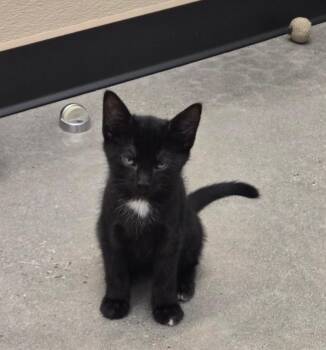 John -  Domestic Short Hair Cat for Adoption in New Rochelle, New York - John | PetCurious