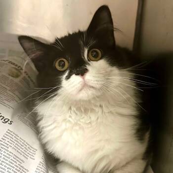 Rescue Domestic Long Hair Cats for Adoption in Washington, District Of Columbia - Felix (16582) | PetCurious