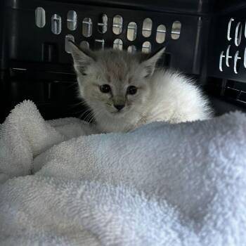 Ducky -  Domestic Short Hair Cat Available for Adoption in Kingman, Arizona - Ducky | PetCurious