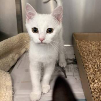 Bibble -  Domestic Short Hair Cat for Adoption in Marshall, Virginia - Bibble | PetCurious