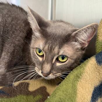 Mia -  Domestic Short Hair Cat for Adoption in Marshall, Texas - Mia | PetCurious