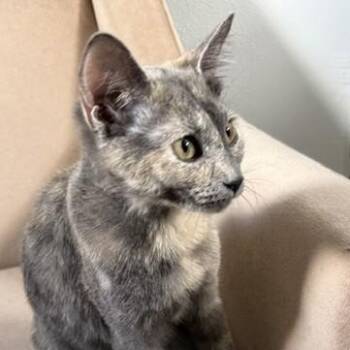 Gracie — Graceful, Sweet & Ready for Love -  Dilute Tortoiseshell Cat for Adoption in Prescott, Arizona - Gracie — Graceful, Sweet & Ready For Love | PetCurious