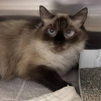 Cherie -  Ragdoll Cat for Adoption in Philadelphia, Pennsylvania - Cherie | PetCurious