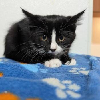 Michigan -  Domestic Short Hair Cat for Adoption in Rochester, Minnesota - Michigan | PetCurious