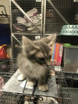 Domestic Medium Hair Cats Available for Adoption in Conroe, Texas - A428396 | PetCurious