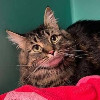 Birch -  Domestic Short Hair and Mixed Breed Cat for Adoption in Owosso, Michigan - Birch | PetCurious