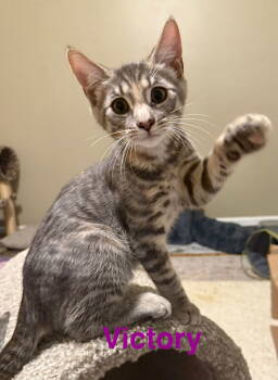 Rescue Domestic Short Hair Cats for Adoption in Naugatuck, Connecticut - Victory | PetCurious