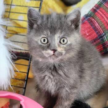 Domestic Short Hair Cats Available for Adoption - Meg | PetCurious