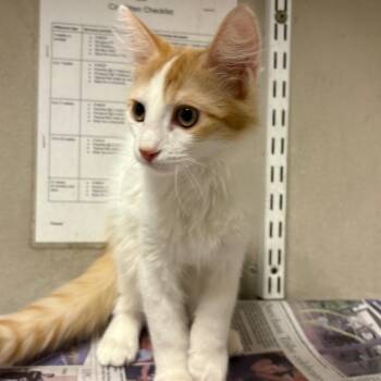 Monroe -  Domestic Short Hair Cat for Adoption in Yuma, Arizona - Monroe | PetCurious