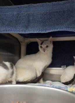 Domestic Short Hair Cats Available for Adoption - MOMMA BEAR | PetCurious