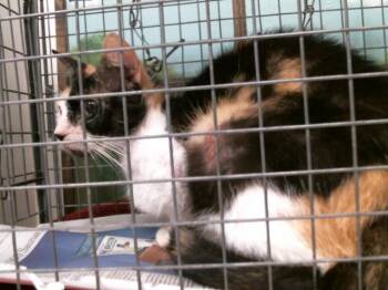 Domestic Short Hair Cats Available for Adoption - A2066026 | PetCurious